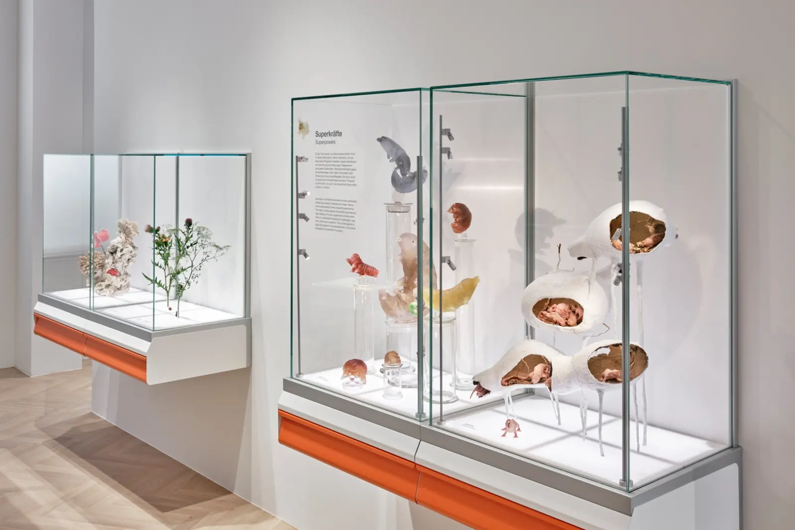 Natur + Medizin — Ausstellungsansicht