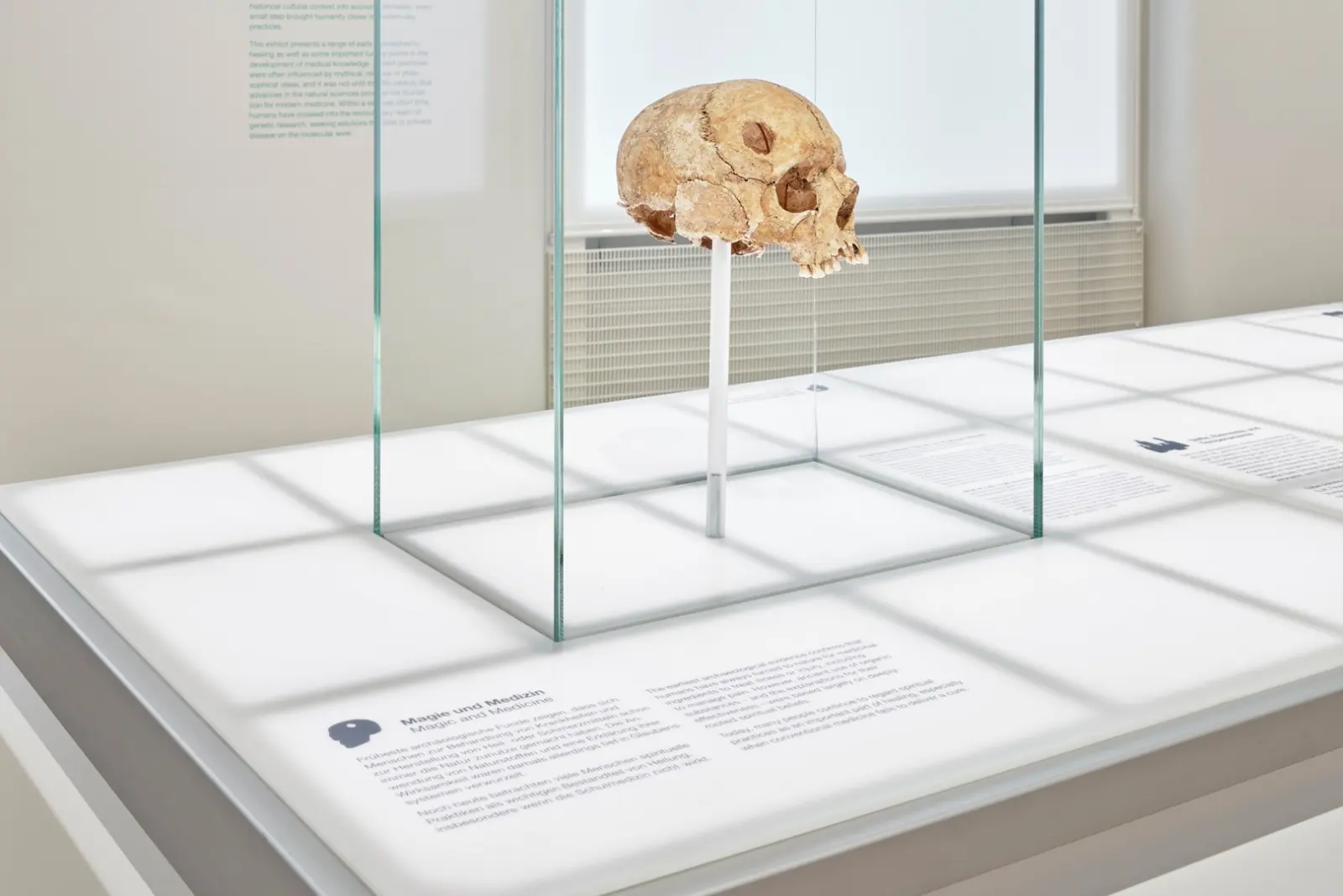 Natur + Medizin — Detailansicht der Ausstellungsgrafik
